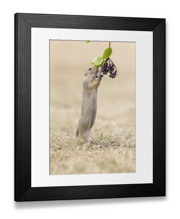 Framed Print : One European ground squirrel (Spermophilus citellus)