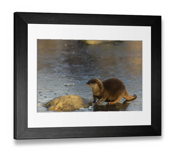 Framed Print : One oriental small-clawed otter or Asian small-clawed otter (Aonyx cinerea) Framed Print : One oriental small-clawed otter or Asian small-clawed otter (Aonyx cinerea)