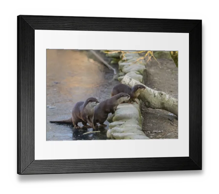 Framed Print : Three oriental small-clawed otter or Asian small-clawed otter (Aonyx cinerea)