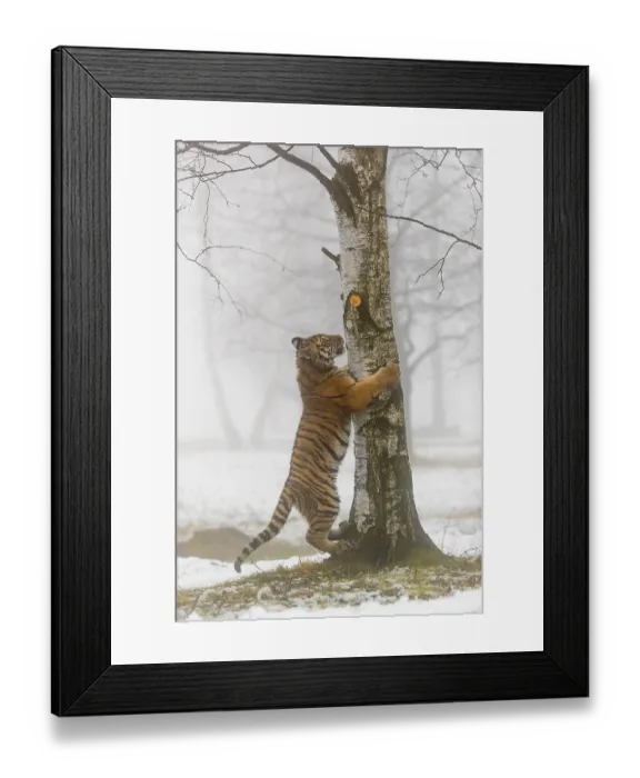 Framed Print : One young Siberian Tiger, Panthera tigris altaica
