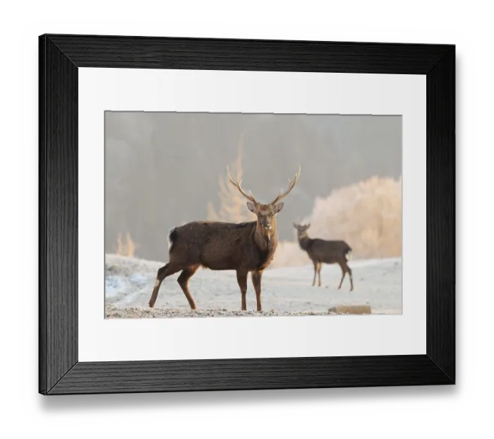 Framed Print : A Japanese sika deer stag and a hind (Cervus nippon nippon) stand on a meadow in hilly terrain