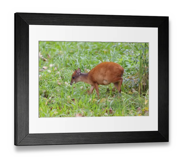 Framed Print : A female red forest duiker, Natal duiker or Natal red duiker (Cephalophus natalensis) grazes on a green meadow Framed Print : A female red forest duiker, Natal duiker or Natal red duiker (Cephalophus natalensis) grazes on a green meadow