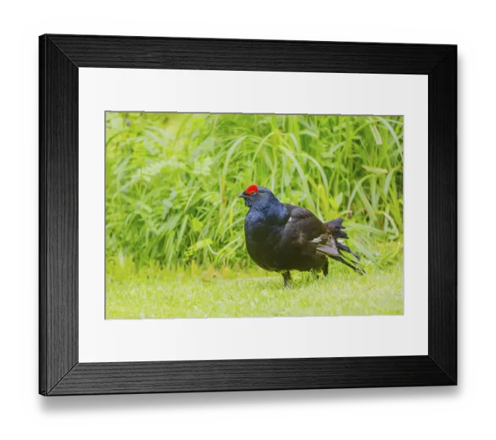 Framed Print : A male Black Grouse (Tetrao tetrix) during courtship display Framed Print : A male Black Grouse (Tetrao tetrix) during courtship display
