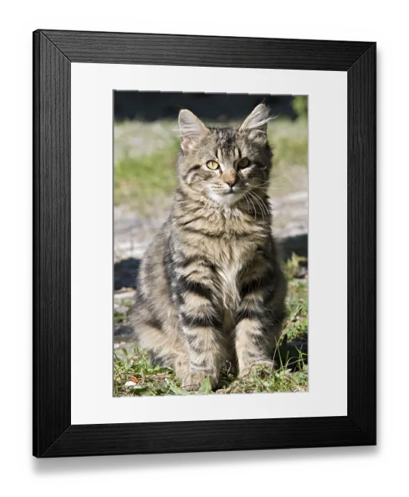 Framed Print : Domestic cat, Toscolano-Maderno