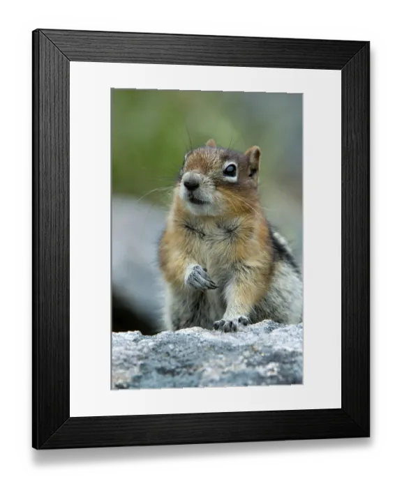 Framed Print : Golden-mantled ground squirrel (Spermophilus lateralis) Framed Print : Golden-mantled ground squirrel (Spermophilus lateralis)
