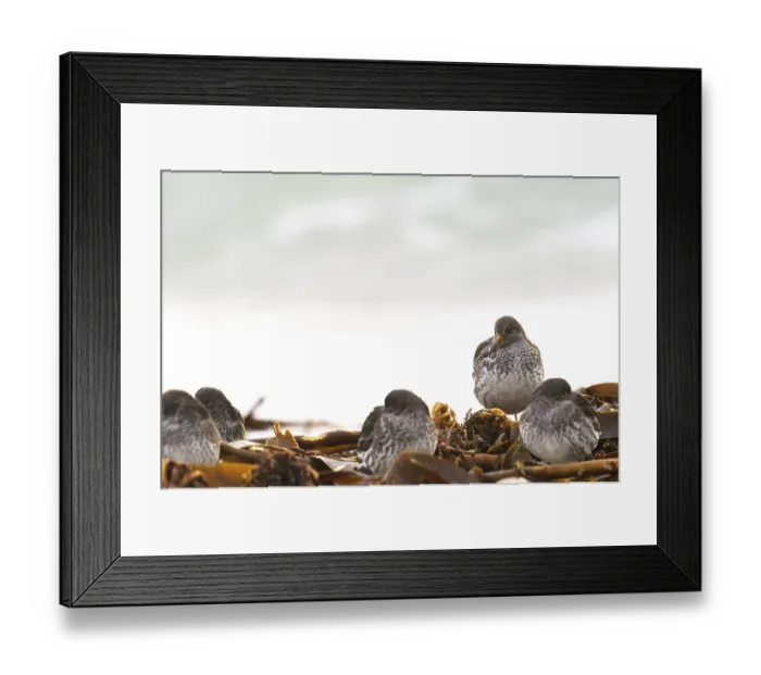 Framed Print : Common sandpiper (Calidris maritima) Framed Print : Common sandpiper (Calidris maritima)