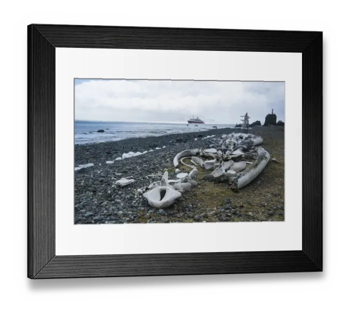 Framed Print : Old whale bones on the beach near the Arctowski Station