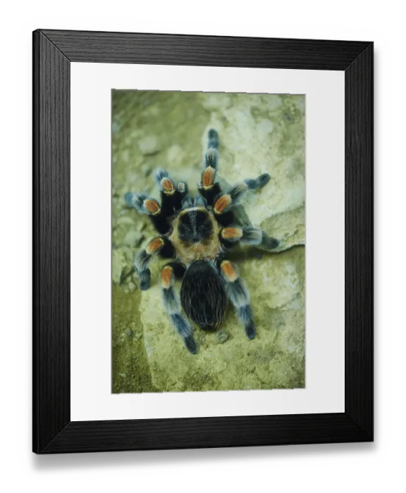 Framed Print : Mexican redknee tarantula (Brachypelma smithi) Framed Print : Mexican redknee tarantula (Brachypelma smithi)