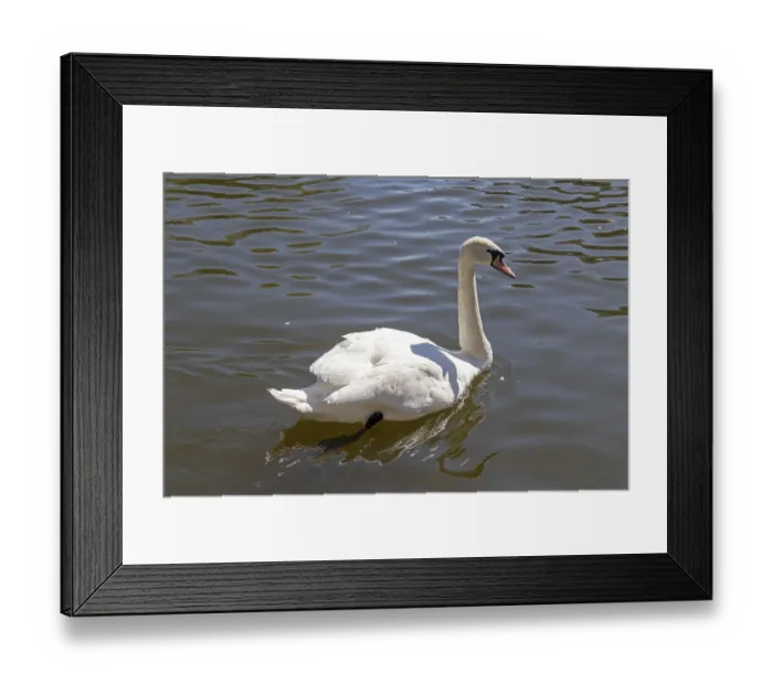 Framed Print : Mute swan (Cygnus olor) on the River Avon
