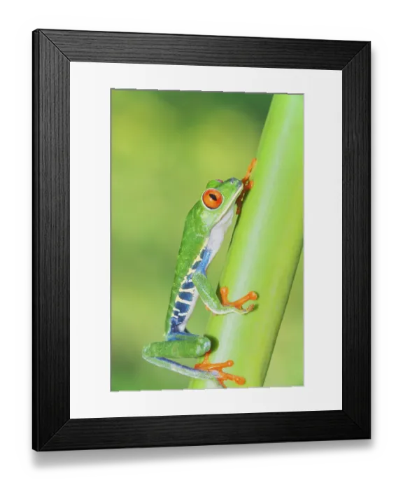 Framed Print : Red eyed tree frog (Agalychins callydrias) climbing green stem Framed Print : Red eyed tree frog (Agalychins callydrias) climbing green stem