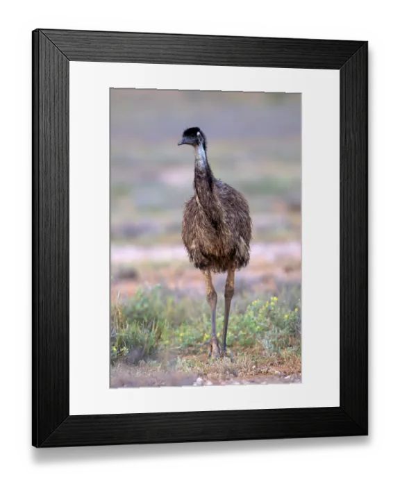 Framed Print : Emu (Dromaius novaehollandiae)
