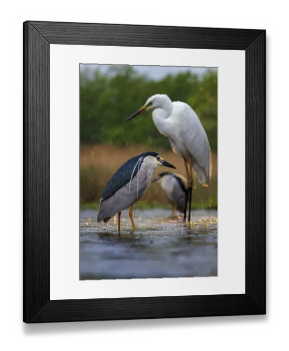 Framed Print : Black crowned night heron (Nycticorax nycticorax) great egret (Ardea alba) Hunting fish in shallow water