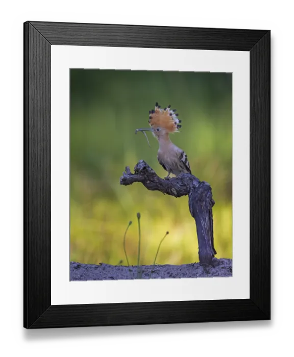 Framed Print : Hoopoe (Upupa epops) with lizard tail in beak Framed Print : Hoopoe (Upupa epops) with lizard tail in beak