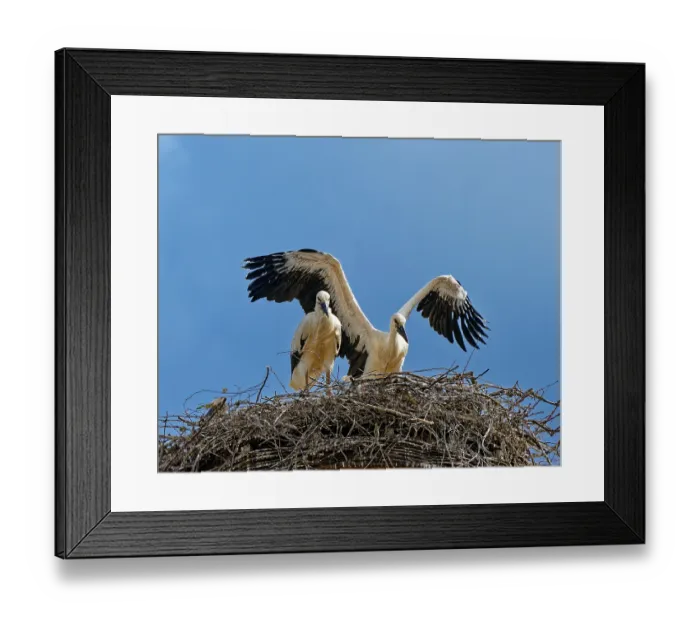 Framed Print : White storks (Ciconia ciconia) Framed Print : White storks (Ciconia ciconia)