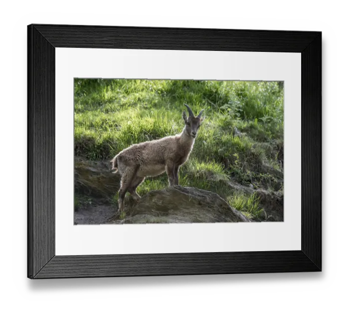 Framed Print : Capra ibex ibex, Alpine ibex, alpine ibexes (Capra ibex)