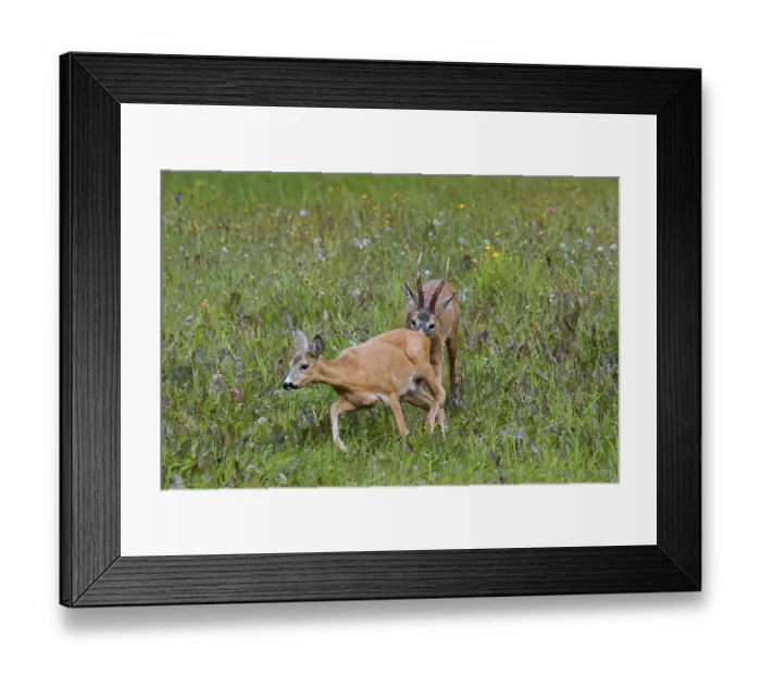 Framed Print : European european roe deer (Capreolus capreolus)