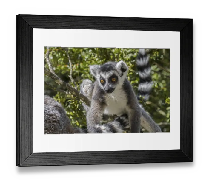 Framed Print : Ring-tailed (Lemur catta) lemurs foraging in tree Framed Print : Ring-tailed (Lemur catta) lemurs foraging in tree