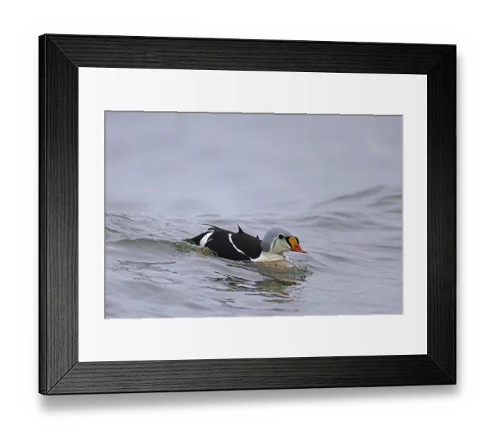 Framed Print : King eider (Somateria spectabilis) (Anas spectabilis) sea duck male in breeding plumage swimming along the Arctic coast