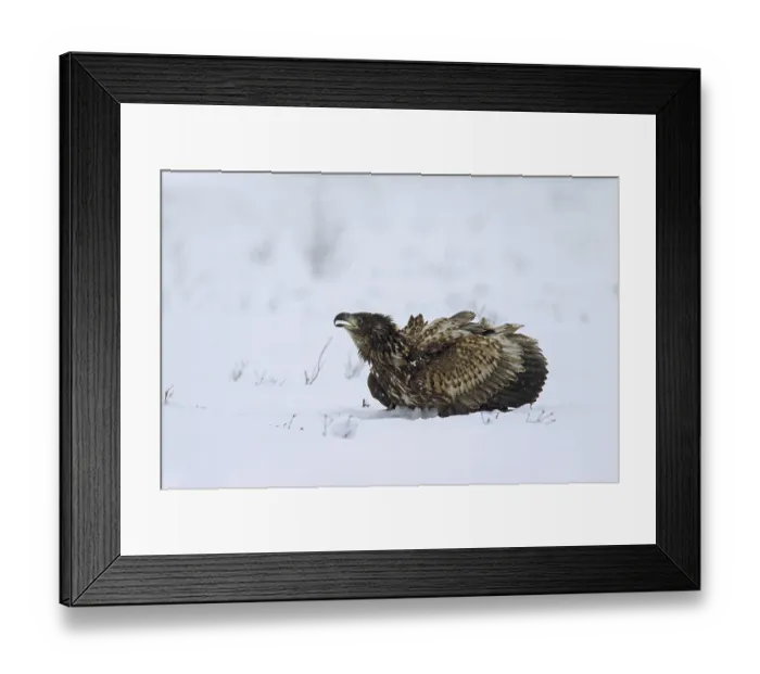 Framed Print : White-tailed Eagle (Haliaeetus albicilla)