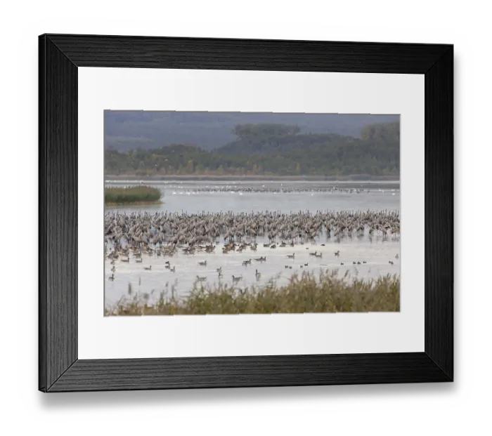 Framed Print : Common Crane, Eurasian Cranes (Grus grus) spending the night in the Bodden chain