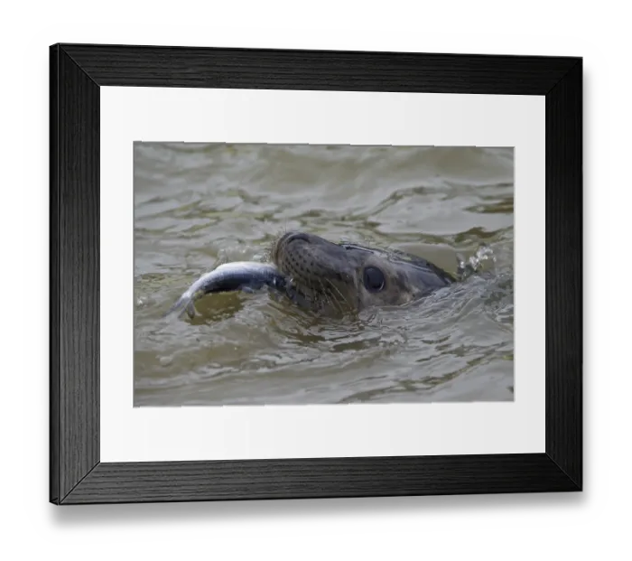 Framed Print : Juvenile (Halichoerus grypus) Grey seal