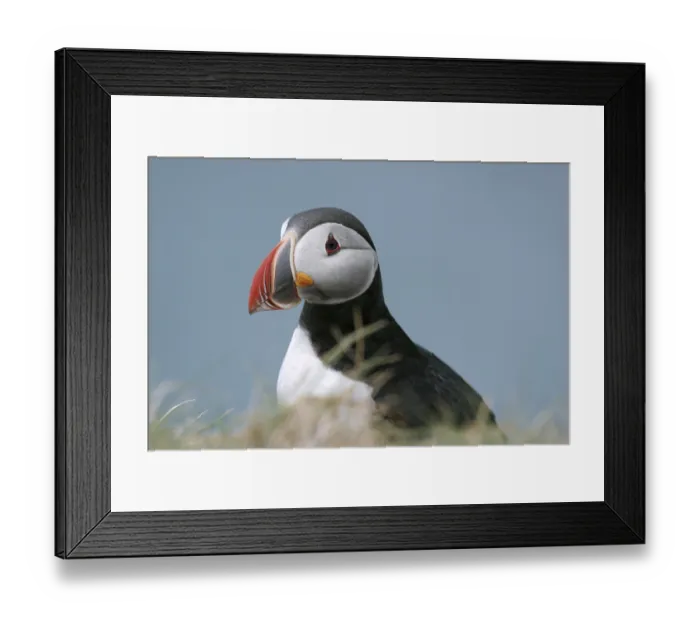 Framed Print : Atlantic Puffin (Fratercula arctica) close up portrait Framed Print : Atlantic Puffin (Fratercula arctica) close up portrait