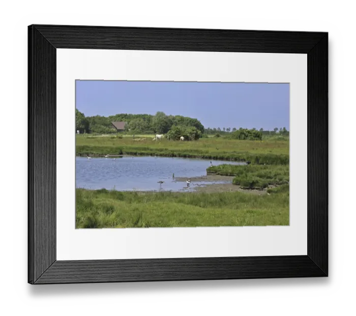 Framed Print : Pond with ducks and waders at the nature reserve Yerseke Moer at Zuid-Beveland in Zeeland