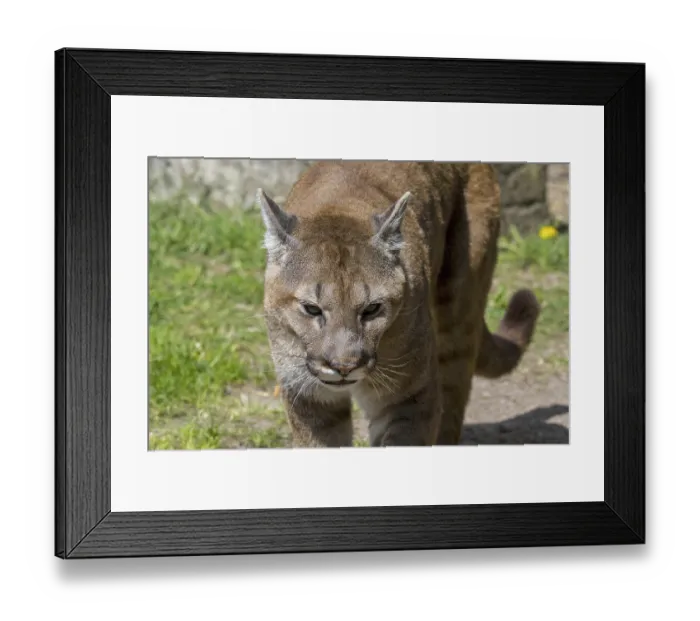 Framed Print : Close up portrait of cougar, puma