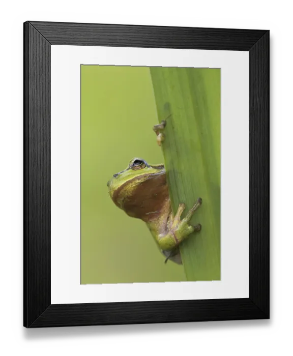 Framed Print : European tree frog (Hyla arborea) (Rana arborea) climbing on leaf of aquatic plant in reed bed Framed Print : European tree frog (Hyla arborea) (Rana arborea) climbing on leaf of aquatic plant in reed bed