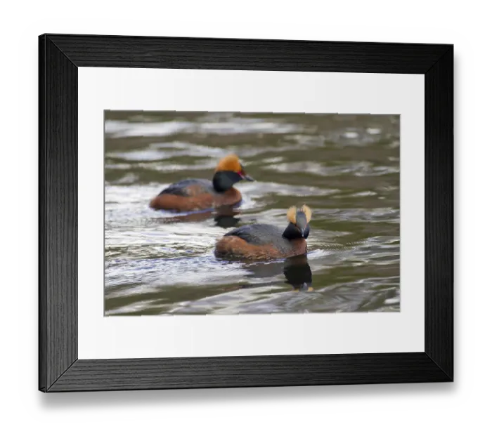 Framed Print : Horned grebe (Podiceps auritus) pair in breeding plumage swimming in lake