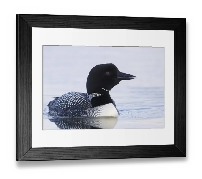 Framed Print : Common loon, great northern diver (Gavia immer) in breeding plumage swimming in summer