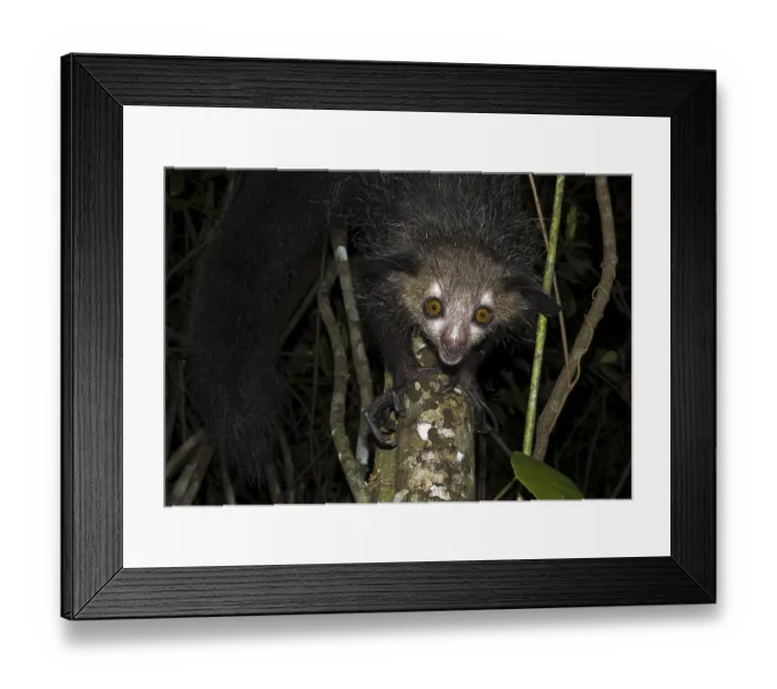 Framed Print : Aye-aye (Daubentonia madagascariensis) on tree Framed Print : Aye-aye (Daubentonia madagascariensis) on tree