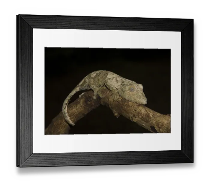 Framed Print : Mossy leaf-tailed gecko (Uroplatus sikorae) on branch Framed Print : Mossy leaf-tailed gecko (Uroplatus sikorae) on branch