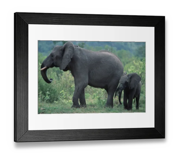 Framed Print : African Elephants, cow with calf Framed Print : African Elephants, cow with calf