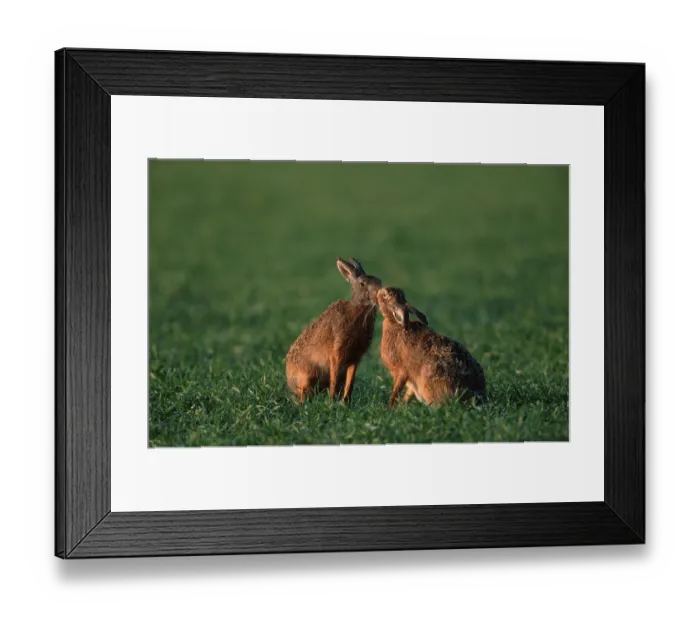 Framed Print : Brown Hares (Lepus europaeus), pair