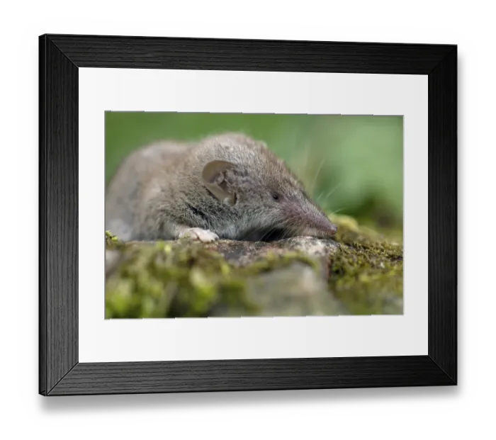 Framed Print : Greater white toothed shrew (Crocidura russula)