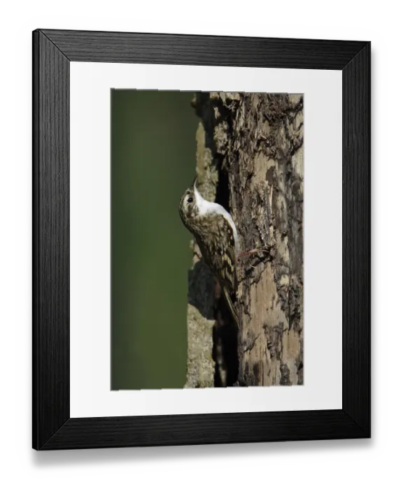 Framed Print : Tree Creeper, Lower Saxony, Germany (Certhia familiaris)