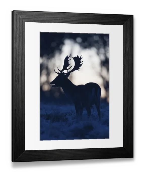 Framed Print : Fallow deer (Dama dama), male, in rut Framed Print : Fallow deer (Dama dama), male, in rut
