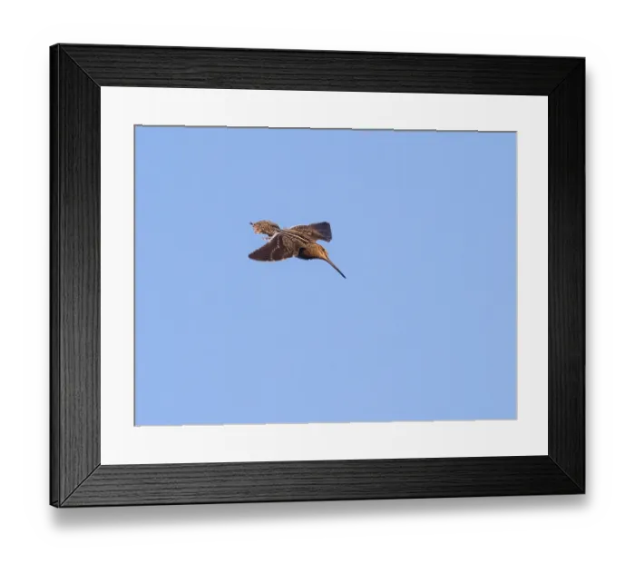 Framed Print : Common Snipe (Gallinago gallinago) in drumming display flight over breeding ground with spread out tail feathers