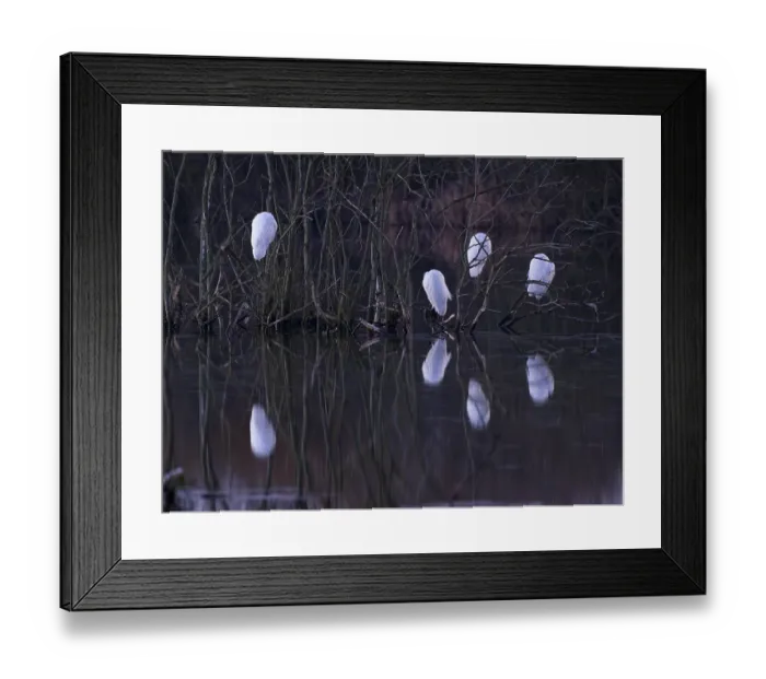 Framed Print : Little Egrets (Egretta gazetta)