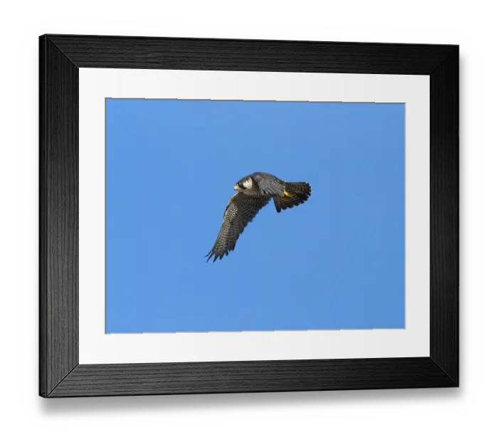 Framed Print : Peregrine Falcon (Falco peregrinus) Framed Print : Peregrine Falcon (Falco peregrinus)