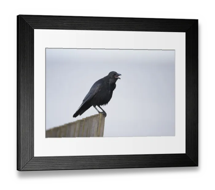 Framed Print : Carrion Crow (Corvus corone corone)