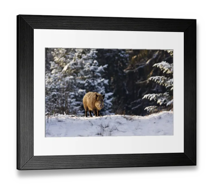Framed Print : Female wild boar (Sus scrofa), sow in winter in a snow covered forest Framed Print : Female wild boar (Sus scrofa), sow in winter in a snow covered forest
