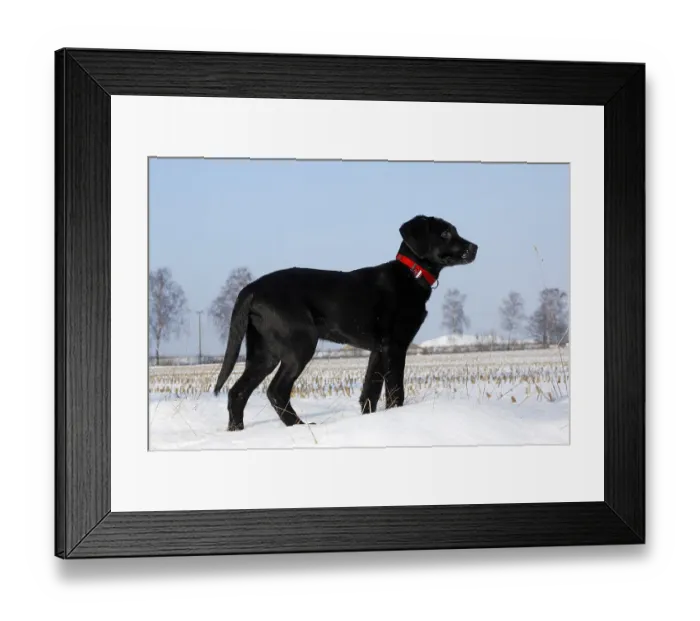 Framed Print : Black Labrador Retriever puppy Framed Print : Black Labrador Retriever puppy