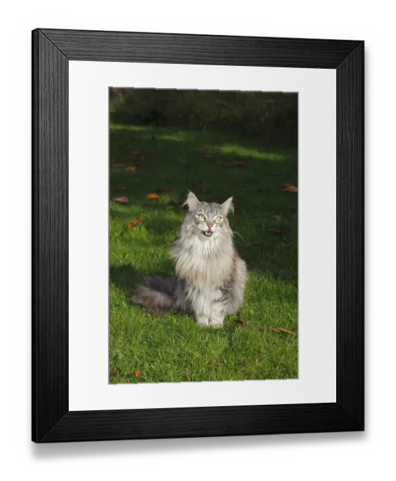 Framed Print : Maine Coon, American Longhair, cat basking in a garden