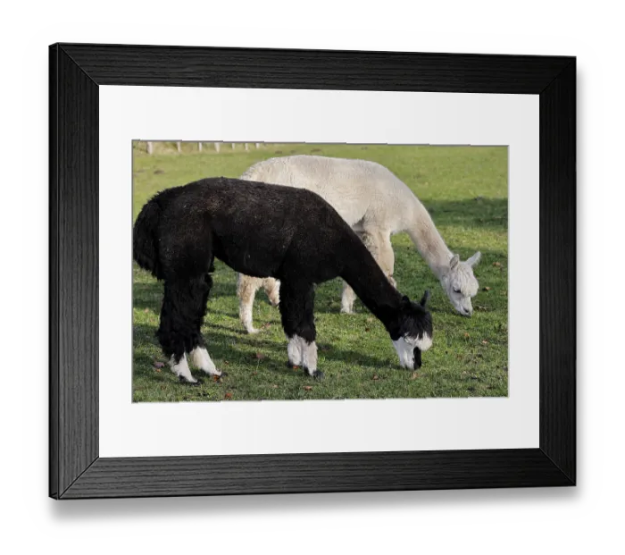 Framed Print : Grazing alpacas (Vicugna pacos), Germany, Europe