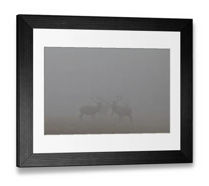 Framed Print : Red Deer (Cervus elaphus) standing in the fog in Arnsberg Forest Framed Print : Red Deer (Cervus elaphus) standing in the fog in Arnsberg Forest