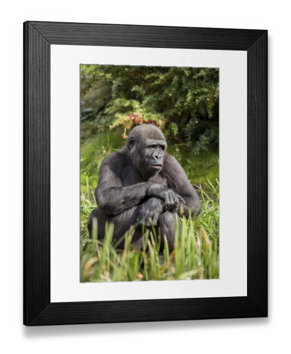 Framed Print : Western lowland gorilla (Gorilla gorilla gorilla)