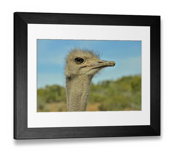 Framed Print : African Ostrich (Struthio camelus) Framed Print : African Ostrich (Struthio camelus)