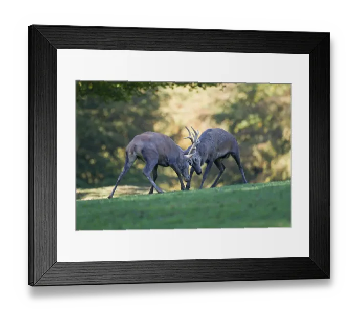 Framed Print : Red deer (Cervus elaphus), fighting stags Framed Print : Red deer (Cervus elaphus), fighting stags
